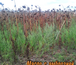 Масло с амброзией