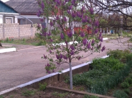 Сирень или берёза?